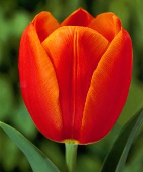 Tulip TR 'Orange Cassini' Tulip TR 'Orange Cassini'