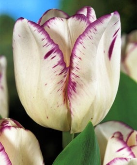 Tulip TR 'Shirley' Tulip TR 'Shirley'