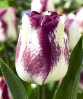 Tulip TR 'Shirley Dream' Tulip TR 'Shirley Dream'