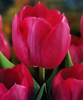 Tulip TR 'Sjakamaro' Tulip TR 'Sjakamaro'