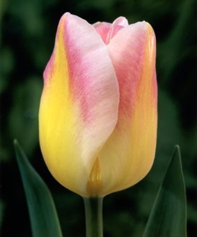 Tulip TR 'Sweety' Tulip TR 'Sweety'