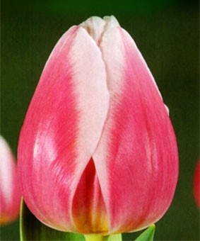 Tulip TR 'Valentine' Tulip TR 'Valentine'