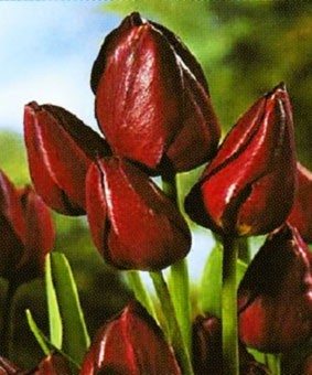 Tulip TR 'Wallflower' Tulip TR 'Wallflower'