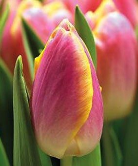 Tulip TR 'Wendy Love' Tulip TR 'Wendy Love'