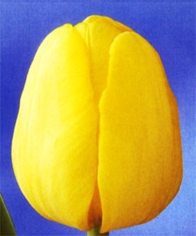 Tulip TR 'Yellow Present' Tulip TR 'Yellow Present'