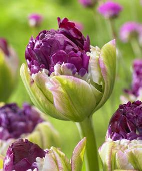 Tulip PAE 'Purple Peony' Tulip PAE 'Purple Peony'