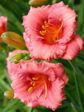 Hemerocallis 'Cosmopolitan' Hemerocallis 'Cosmopolitan'