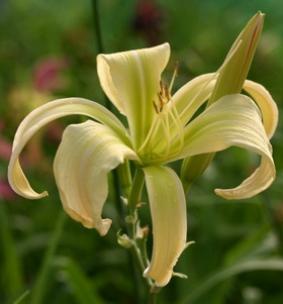 Hemerocallis 'Desert Icicle' Hemerocallis 'Desert Icicle'