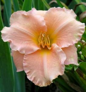 Hemerocallis 'Elizabeth Salter' Hemerocallis 'Elizabeth Salter'