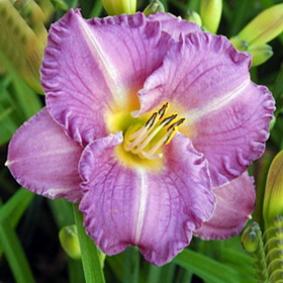 Hemerocallis 'Entrapment' Hemerocallis 'Entrapment'