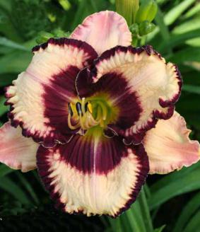Hemerocallis 'Exotic Treasure' Hemerocallis 'Exotic Treasure'