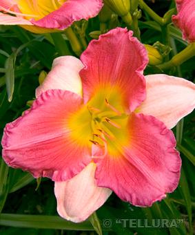 Hemerocallis 'Final Touch' Hemerocallis 'Final Touch'