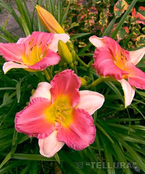 Hemerocallis 'Final Touch' Hemerocallis 'Final Touch'
