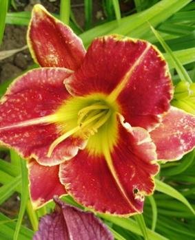 Hemerocallis 'Fire and Fog' Hemerocallis 'Fire and Fog'