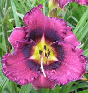 Hemerocallis 'Forgotten Dreams' Hemerocallis 'Forgotten Dreams'