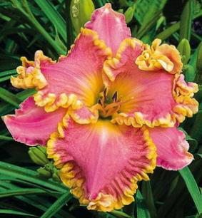 Hemerocallis 'French Lingerie' Hemerocallis 'French Lingerie'