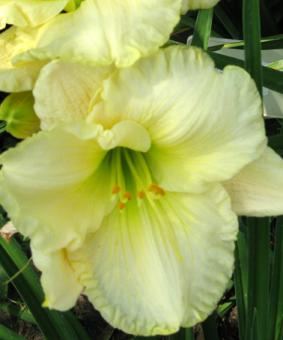 Hemerocallis 'Cool It' Hemerocallis 'Cool It'