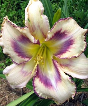 Hemerocallis 'Destined to Sea' Hemerocallis 'Destined to Sea'