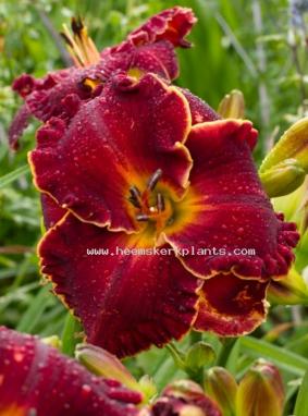 Hemerocallis 'Naughty Red' Hemerocallis 'Naughty Red'