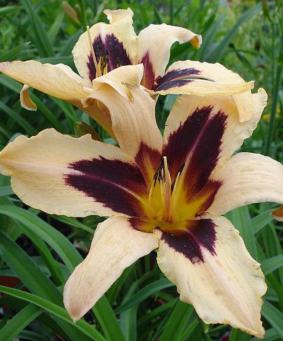 Hemerocallis 'Wild Horses' Hemerocallis 'Wild Horses'