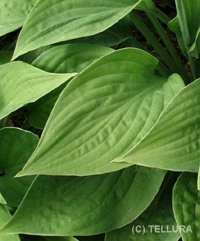Hosta 'Fortunei Hyacintina' Hosta 'Fortunei Hyacintina'