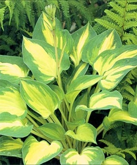 Hosta 'Julie Morss' Hosta 'Julie Morss'