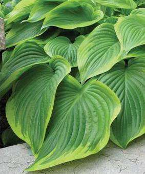 Hosta 'Victory' Hosta 'Victory'