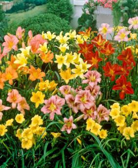 Hemerocallis mix Hemerocallis mix