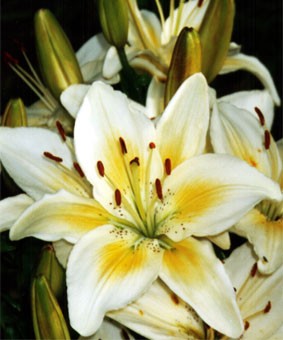 Lilium az 'Kansas' Lilium az 'Kansas'