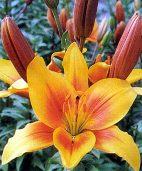 Lilium az 'La Center' Lilium az 'La Center'