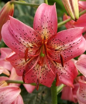 Lilium tigr 'Iowa Rose' Lilium tigr 'Iowa Rose'