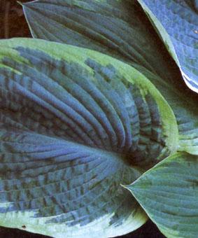 Hosta sieboldiana 'Nothern Exposure' Hosta sieboldiana 'Nothern Exposure'