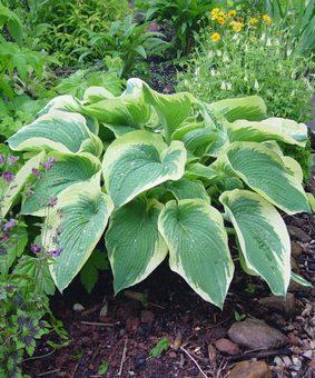 Hosta 'Northern Halo' Hosta 'Northern Halo'