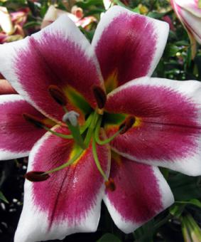 Lilium ot 'Solid Red' Lilium ot 'Solid Red'
