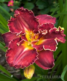 Hemerocallis 'Pagan Ritual' Hemerocallis 'Pagan Ritual'