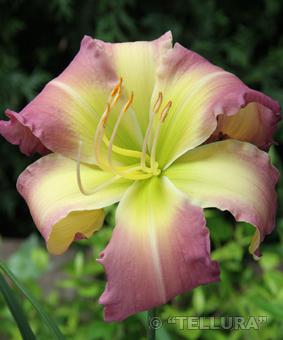 Hemerocallis 'Regency Hights' Hemerocallis 'Regency Hights'
