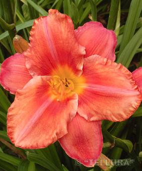 Hemerocallis 'South Seas' Hemerocallis 'South Seas'