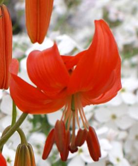 Lilium pumilum Lilium pumilum