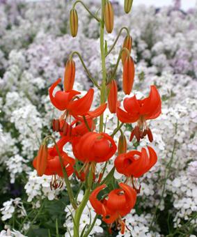 Lilium pumilum Lilium pumilum