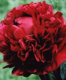 Paeonia 'Henry Bockstoce' Paeonia 'Henry Bockstoce'