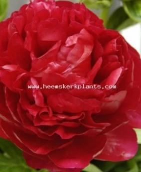 Paeonia 'Henry Bockstoce' Paeonia 'Henry Bockstoce'