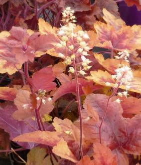 Heucherella 'Brass Lanstern' Heucherella 'Brass Lanstern'