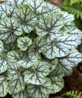 Heuchera 'Venus' Heuchera 'Venus'