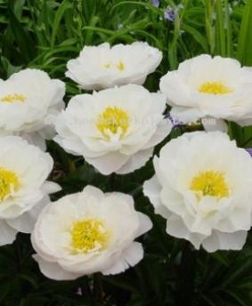 Paeonia 'Miss America' Paeonia 'Miss America'