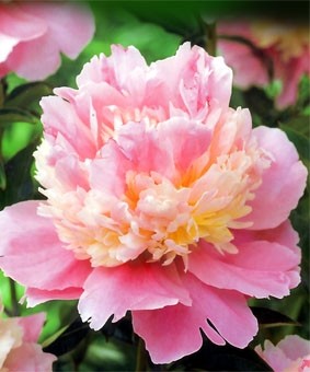 Paeonia 'Msr Jules Elie' Paeonia 'Msr Jules Elie'