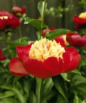 Paeonia 'Nippon Beauty' Paeonia 'Nippon Beauty'