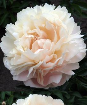 Paeonia 'Summer Glow' Paeonia 'Summer Glow'