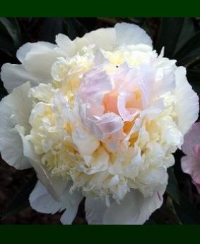 Paeonia 'Vogue' Paeonia 'Vogue'