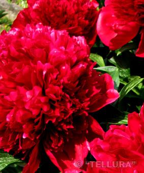 Paeonia 'Red Charm' Paeonia 'Red Charm'