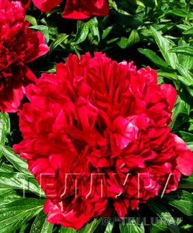 Paeonia 'Red Charm' Paeonia 'Red Charm'